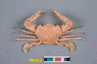 藏品(武士蟳)的圖片